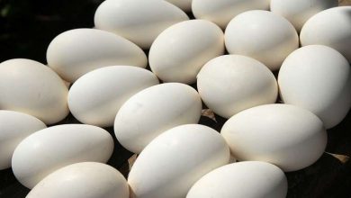 Photo of كم بيضة يمكن لمريض السكري تناولها في اليوم؟