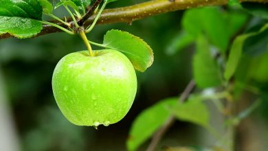 Photo of فوائد التفاح الأخضر للجسم “إليك ريجيم التفاح الأخضر لإنقاص الوزن في 5 أيام”