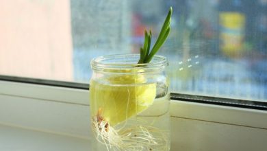 Photo of ازرعي البصل الأخضر في البيت باستخدام وعاء زجاجي وماء!