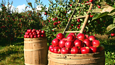 Photo of ثماني حقائق مهمة قد لا تعرفها عن التفاح !