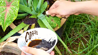 Photo of 5 أفكار رائعة لإعادة استخدام بقايا القهوة