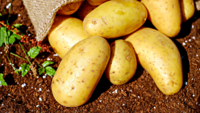 Photo of ما هي خصائص و فوائد البطاطا ؟