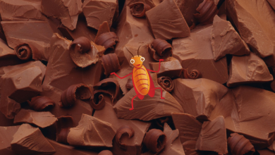 Photo of ما حقيقة وجود نسبة 4% من ” الصراصير ” بمكونات الشوكولاتة ؟