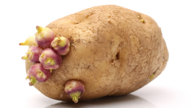 Photo of هل البطاطا ذات الدرنات و البراعم سامة ؟