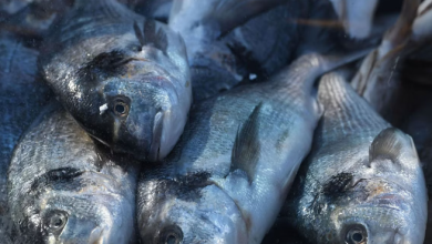 Photo of دراسة علمية ” صادمة ” تحذر من تناول أسماك المياه العذبة