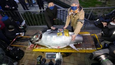 Photo of بيع سمكة تونا في اليابان بـ 273 ألف دولار ( فيديو )