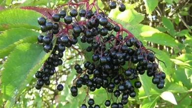 Photo of فاكهة سوداء يمكن أن تحمي من نزلات البرد و الإنفلونزا