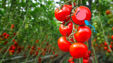 Photo of دراسة : الطماطم تؤثر على خصوبة الرجال